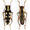 Image of Glenea quadriochreomaculata Breuning 1966