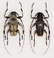 Oreodera glauca (Linné 1758)的圖片