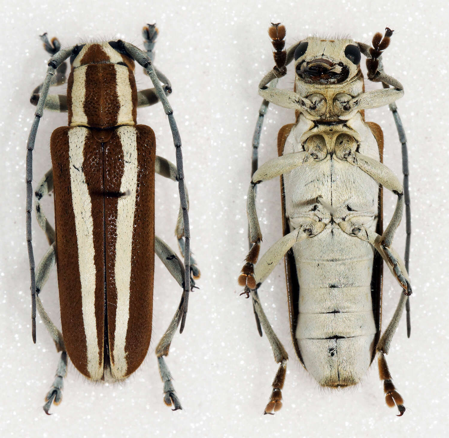 Image of Round-headed Apple Tree Borer