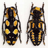 Image of Tragocephala pretiosa Hintz 1909