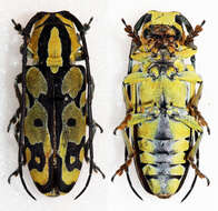 Image of Tragocephala variegata Bertoloni 1845