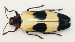 Image of Chrysochroa buqueti (Gory 1833)