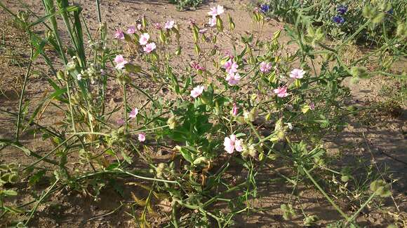 Image of soapwort