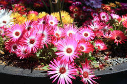 Image of Cleretum bellidiforme (Burman fil.) G. D. Rowley