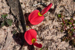 Plancia ëd Kennedia prostrata R. Br.