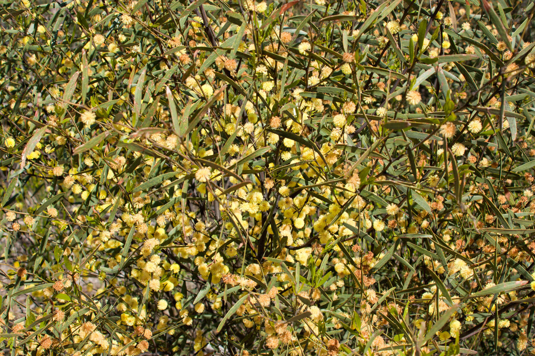 Image of Acacia verniciflua A. Cunn.