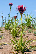 Doryanthes excelsa Corrêa resmi