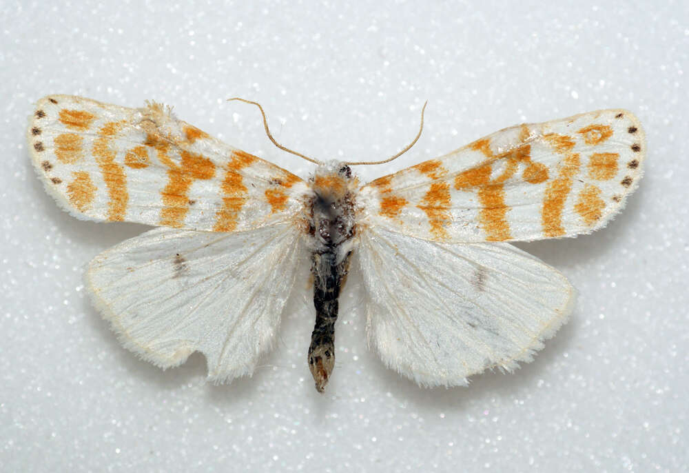 Image of Cyana effracta (Walker 1854)