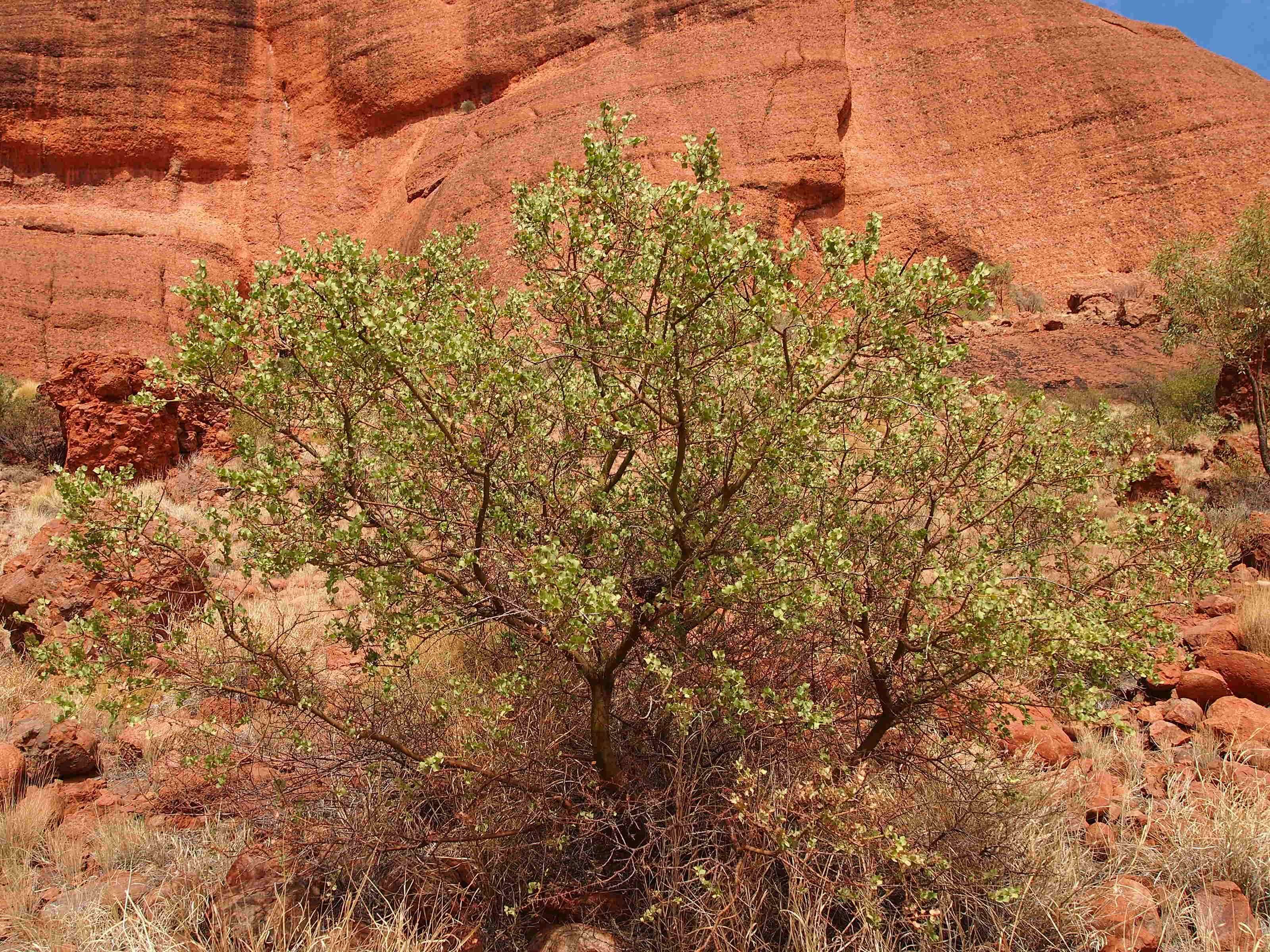 Imagem de Acacia strongylophylla F. Muell.