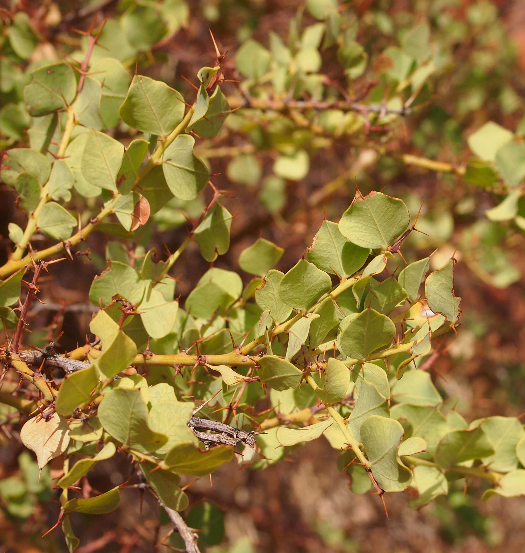 Imagem de Acacia strongylophylla F. Muell.