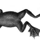 Image of Hymenochirus feae Boulenger 1906