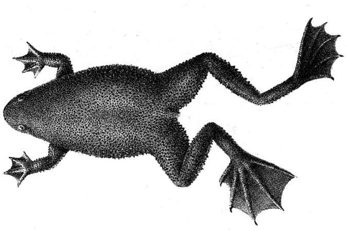 Image of Hymenochirus feae Boulenger 1906