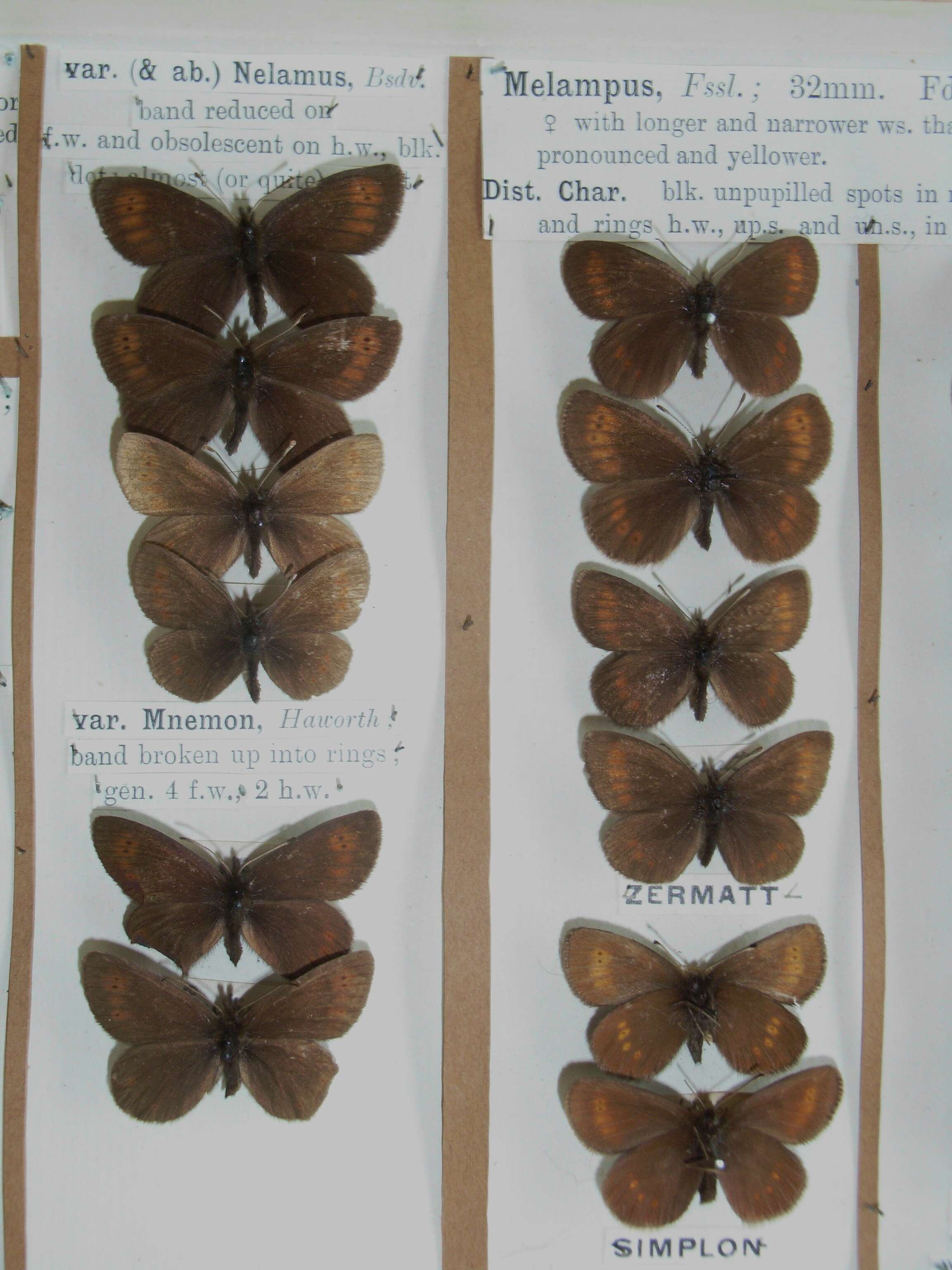 Image of Lesser Mountain Ringlet