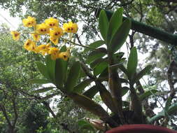 Imagem de Dendrobium chrysotoxum Lindl.