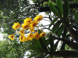 Imagem de Dendrobium chrysotoxum Lindl.