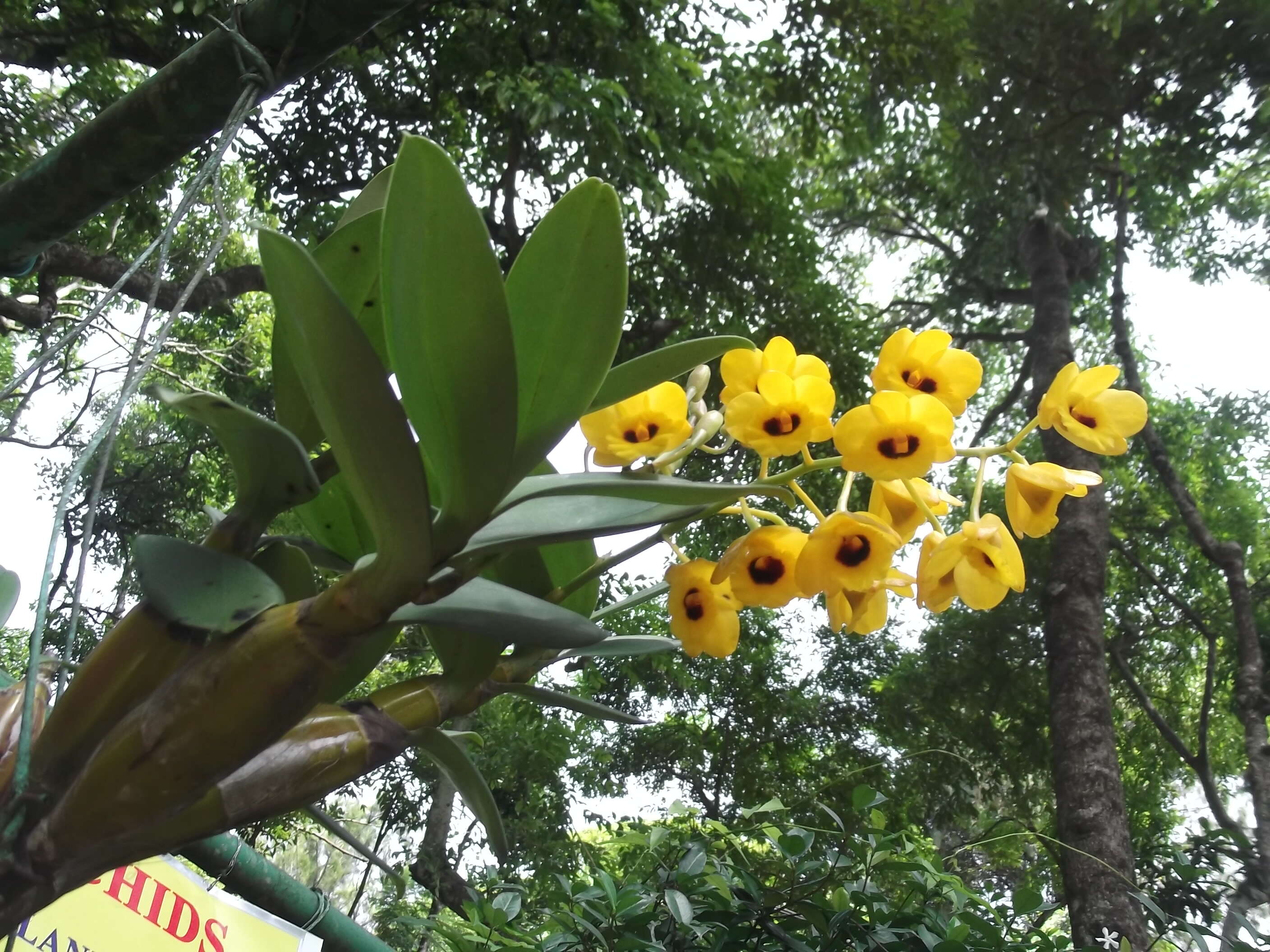 Imagem de Dendrobium chrysotoxum Lindl.