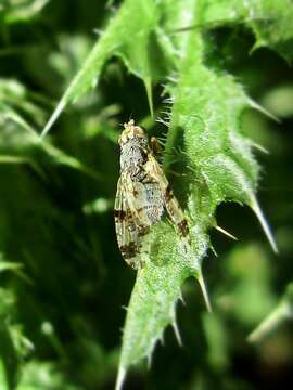 Image of Tephritis hyoscyami (Linnaeus 1758)