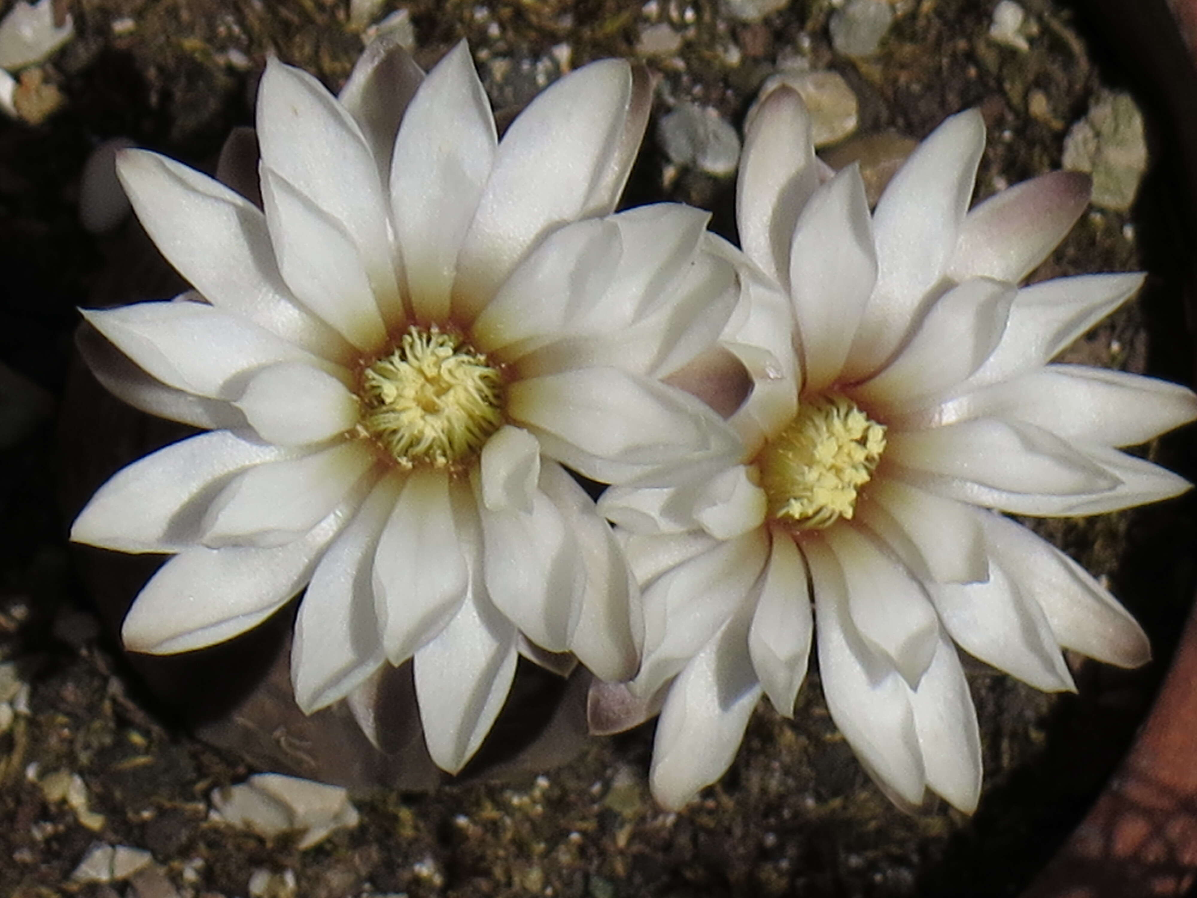 Image of Gymnocalycium ragonesei A. Cast.