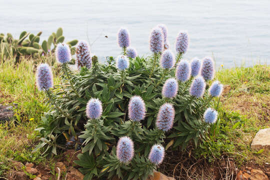 Echium nervosum Dryand. ex Ait.的圖片