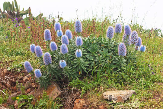 Image of Echium nervosum Dryand. ex Ait.