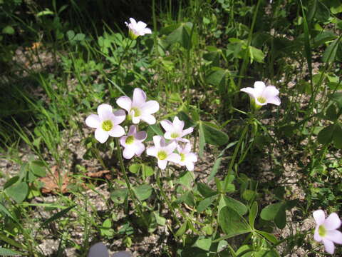 Image of pink woodsorrel