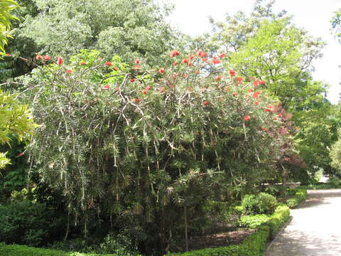 صورة Callistemon linearifolius (Link) DC.