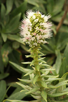 Echium nervosum Dryand. ex Ait.的圖片