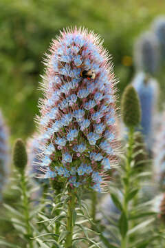 Image of Echium nervosum Dryand. ex Ait.