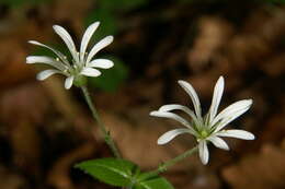 Image of wood stitchwort