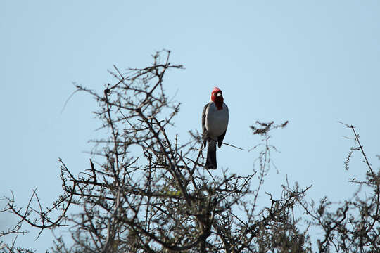 Image of Red-crested Cardinal