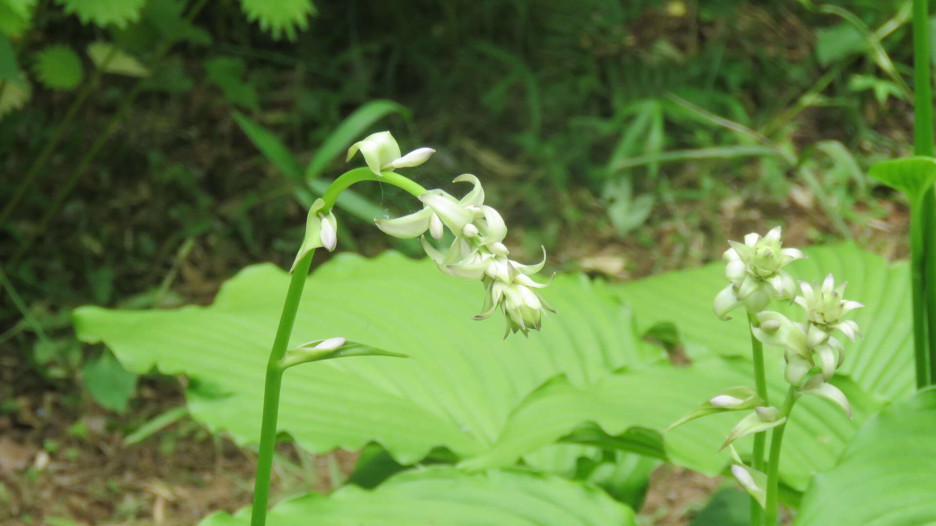 Imagem de Hosta sieboldiana var. sieboldiana