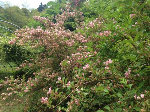 Image of crenate pride-of-Rochester