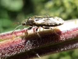 Image of Nettle Ground Bug