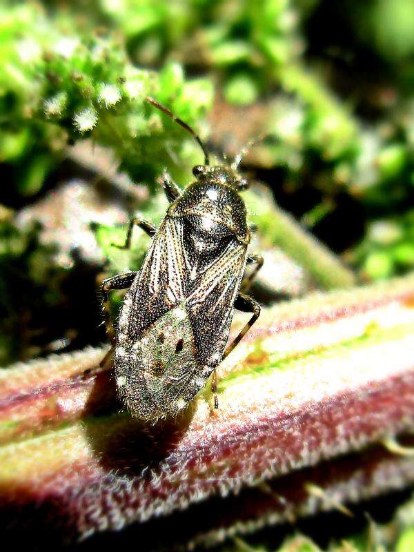 Image of Nettle Ground Bug