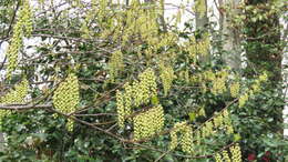 Image of Stachyurus praecox Sieb. & Zucc.