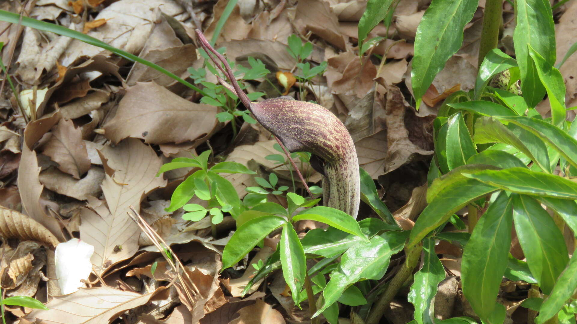 Image of Arisaema thunbergii subsp. urashima (H. Hara) H. Ohashi & J. Murata