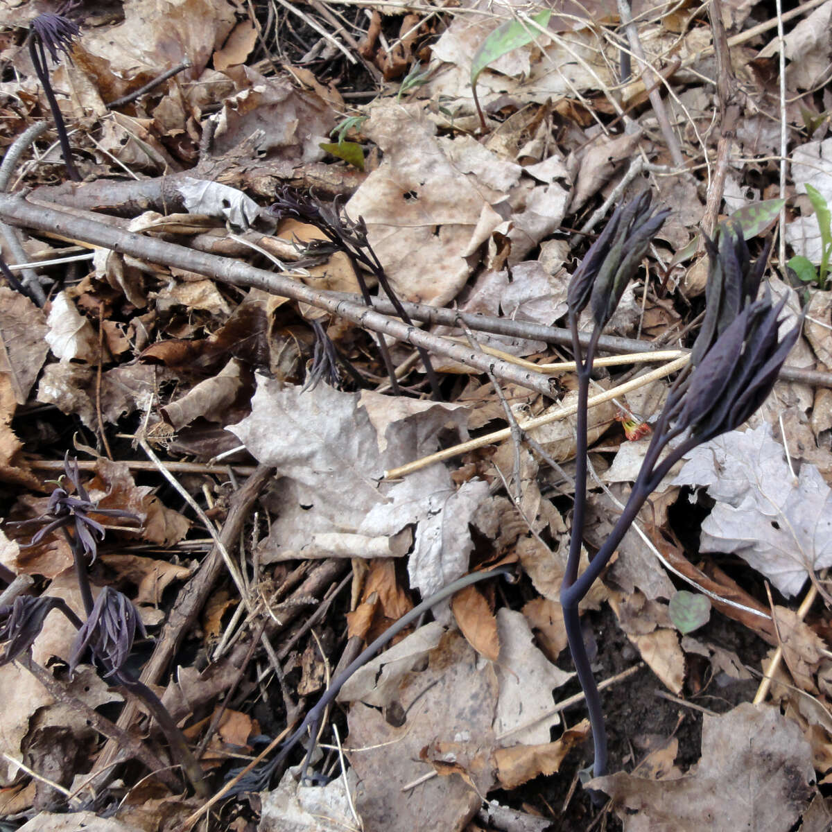 Image of giant blue cohosh