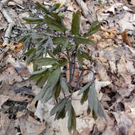 Image of giant blue cohosh