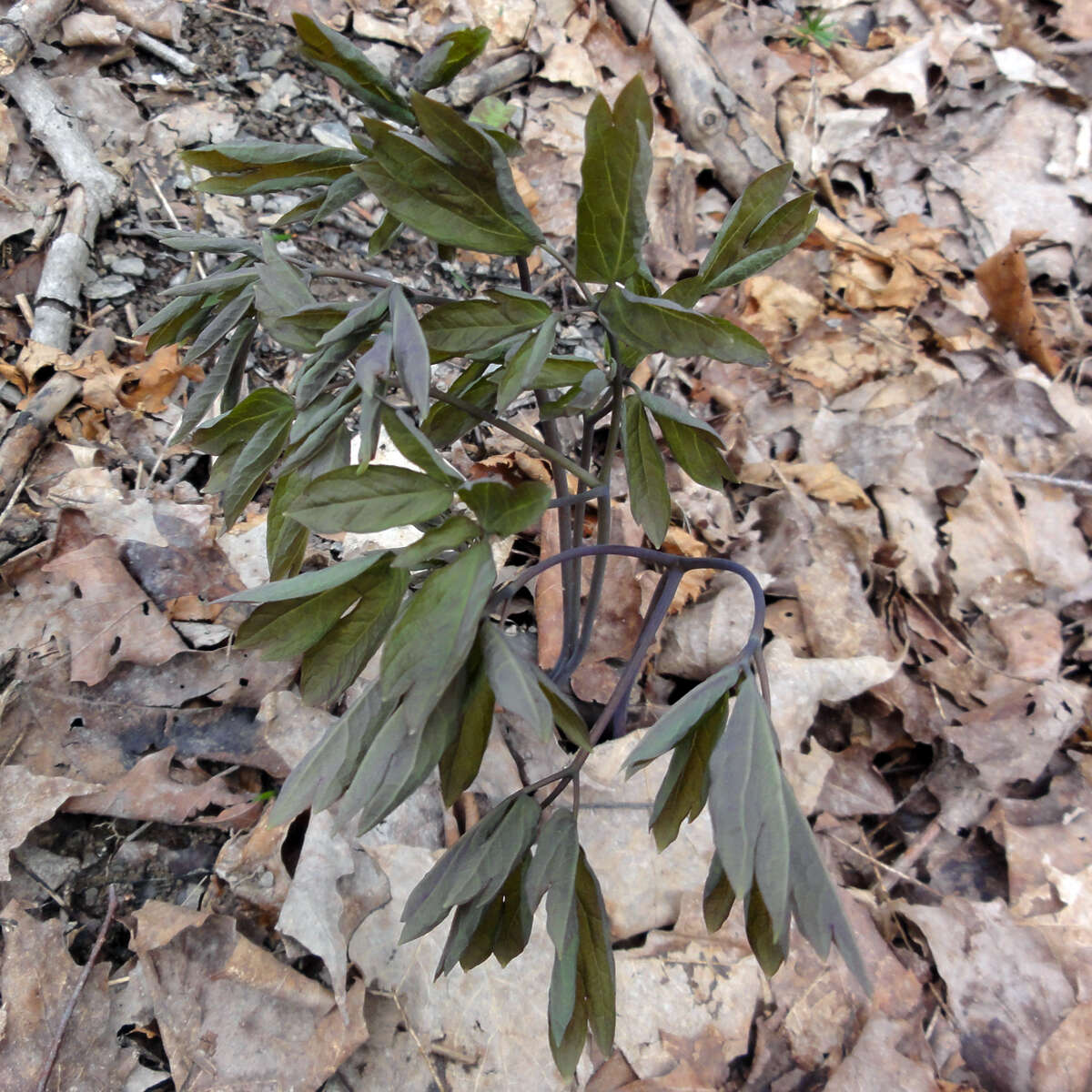 Image of giant blue cohosh