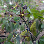 Image of giant blue cohosh