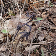 Image of giant blue cohosh