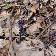 Image of giant blue cohosh