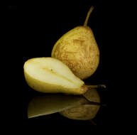 Image of European Pear