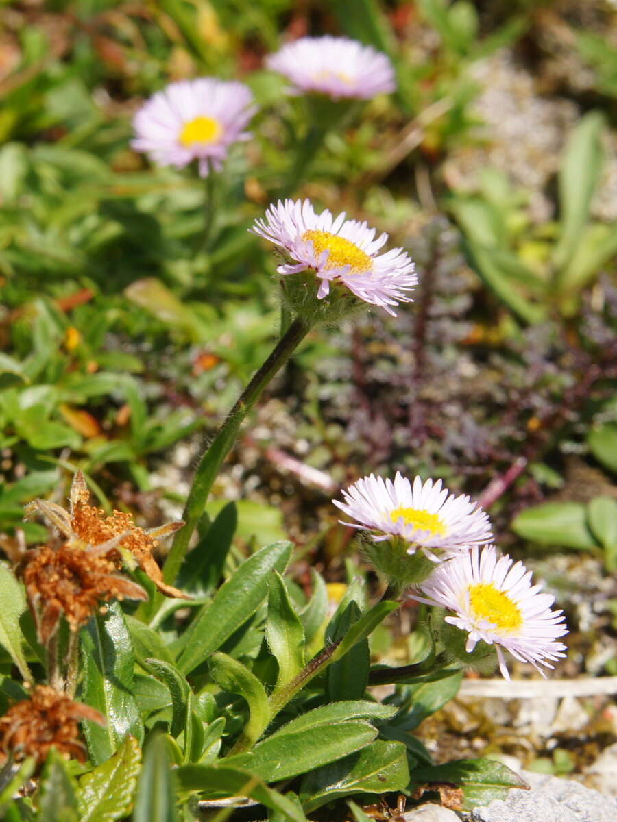 Image of alpine fleabane