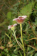 Image of alpine fleabane