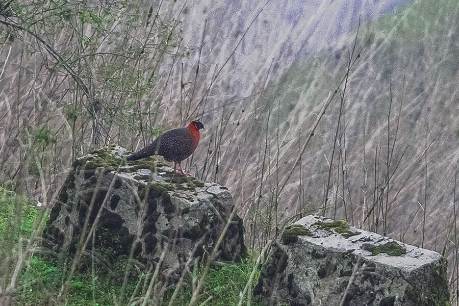 Imagem de Tragopan satyra (Linnaeus 1758)