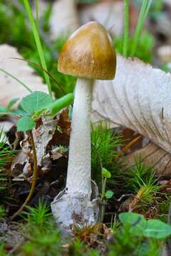 Image of Amanita sinicoflava Tulloss 1988