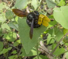 Image of Xylocopa darwini Cockerell 1926