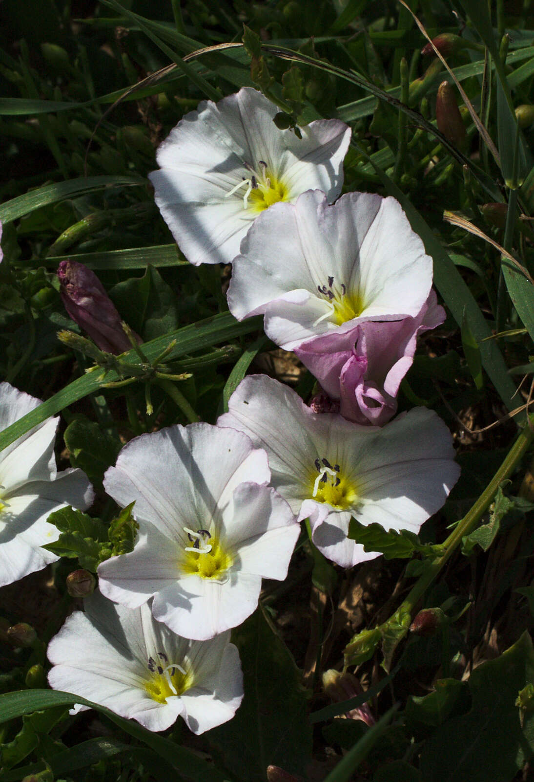 Image of Field Bindweed