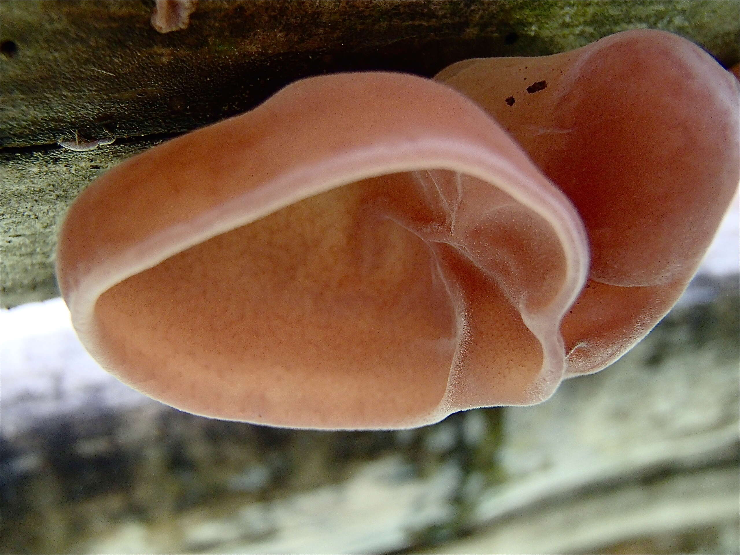 Image of Auricularia fuscosuccinea (Mont.) Henn. 1893